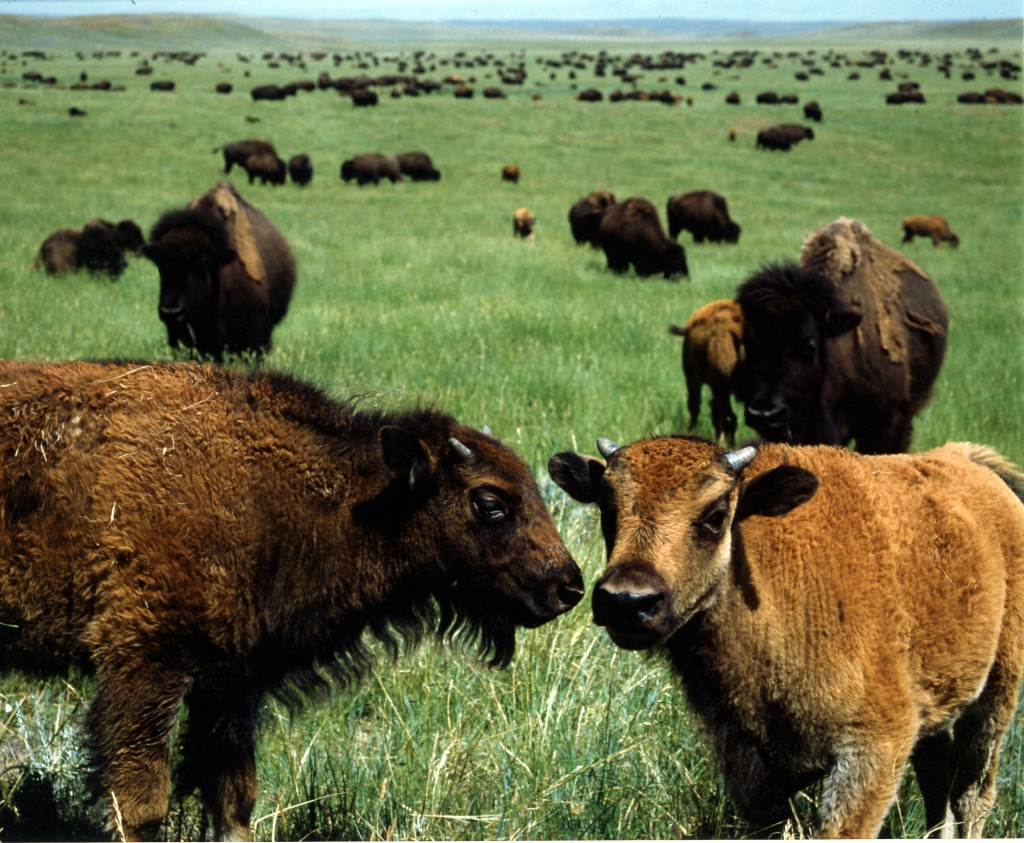 Animal Husbandry - Durham Bison Ranch