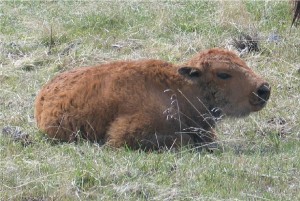 baby-bison-300x201