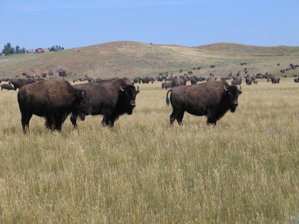 Hunting - Durham Bison Ranch